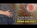 How does obesity affect the quality and quantity of sperm and egg?