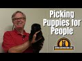 How I Pick the PERFECT Puppy for the PERFECT home!!!