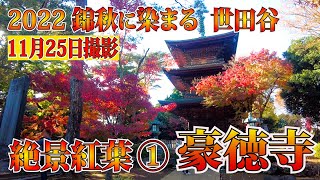 美しきグラデーション❗️2022錦秋に染まる世田谷の紅葉絶景❶【招き猫発祥の地・豪徳寺】陽光に煌めく彩り豊かなモミジに癒される 【★11月25日（金）撮影】