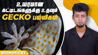 உயரமான கட்டிடங்களுக்கு உதவும் GECKO பல்லிகள்..! | Biomimicry #5 | LMES