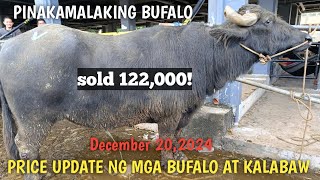 Mga Bufalo at Kalabaw Dagsa ngayon!Padre Garcia Batangas