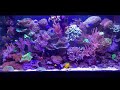 My Coral Tank 2020