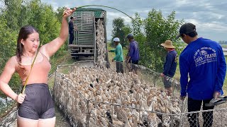 Discover the journey of transporting a flock of newly grown ducklings onto a truck\