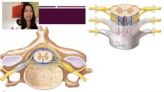 12. Meninges of the Brain and Spinal Cord