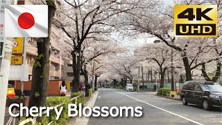 【4K JAPAN WALK】Tokyo Cherry Blossoms 2022【Meguro Sakura】