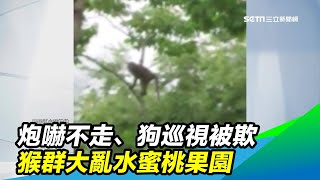 炮嚇不走、狗巡視被欺　猴群大亂水蜜桃果園｜三立新聞台