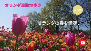 オランダの春を満喫♪　キューケンホフ公園とチューリップ！オランダ裏路地歩き☆番外編☆ #チューリップ #オランダ #ガイド #キューケンホフ #Tulip #Keukenhof #Netherland