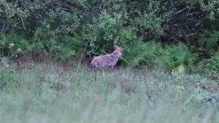 Distressed Screams by Coyote Pursued by a Dog