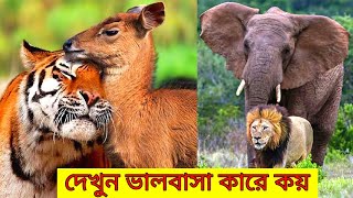 বন্য এবং গৃহপালিত প্রাণীদের মধ্যে বন্ধুত্ব।FRIENDSHIPS BETWEEN WILD AND DOMESTIC ANIMALS