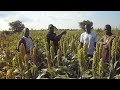 visiting a ucf white sorghum farmer june 25 2022.