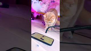 GRY DLA KOTA NA TELEFON!😼🐈📞