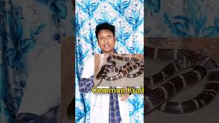 কালাচ সাপ কামড়ালে কি হয় দেখুন | common Krait bite