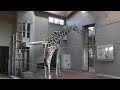 【誕生日おめでとう！】3月15日は幸弥の誕生日 11歳 幸弥とハルカス 天王寺動物園のキリン 4k動画 giraffe