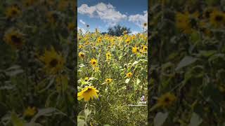 The 12,000 Sq Ft Black Oil Sunflower Cover Crop! 🌻👏🏼 Cleansing the soil!