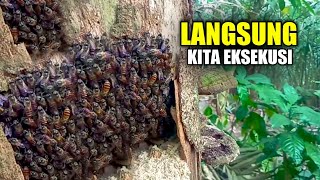 Dapat info dari warga ada lebah madu apis cerana! langsung saja kita eksekusi