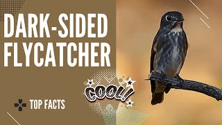 Dark-sided Flycatcher facts