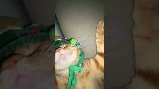 BGM一响，帅咪闪亮登场#猫咪 #可爱 #萌宠 #cat #catlover #catlife #catlovers #喵星人 #貓 #cats #catvideos