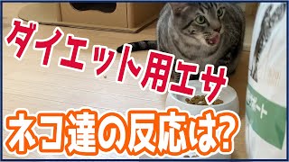 【猫のダイエット#3】ネコの肥満を解消するために餌を変えました「ロイヤルカナン満腹感サポート」