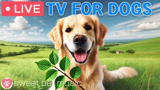🔴24 Hours of Dog TV🎵🐶Calming Music for Dog Sleep🐾🩷Soothing Dog Music for Anti Stress and Anxiety
