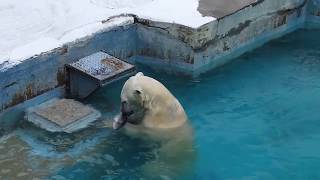 立派な鮭をもらったイッちゃん（Шилка）、一気に食べる 2017/07/17　天王寺動物園のホッキョクグマ