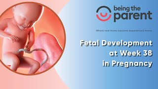 Fetal Development at Week 38 in Pregnancy