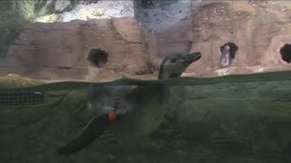 Most Buffalo: 'Penguins at Aquarium of Niagara'