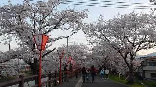 高田千本桜_2　2018.3.28