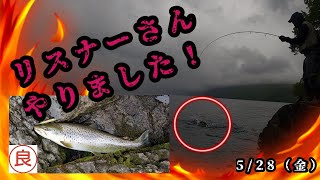 支笏湖釣り　修行第8弾　良型ブラウン！リスナーさんやりました！