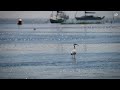 little egrets leigh on sea essex uk egretta garzetta