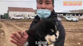 3800盘熊版阿拉斯加，狗腿比我胳膊都粗，3个月的狗20多斤重