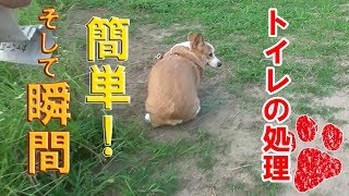 散歩で犬のトイレを簡単に処理をする方法！【コーギーチロ】みんなはどうしてますか？