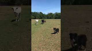 Australian Shepard - Practicing herding our cows