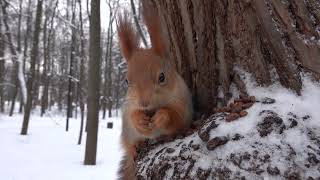 Две молодые белки / Two young squirrels