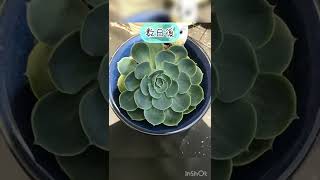 【多肉植物】ホームセンターで買った七福神の変化。#shorts #多肉植物 #七福神#紅葉