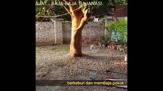 Cara membaja pokok buah-buahan dengan menggunakan Bajanas