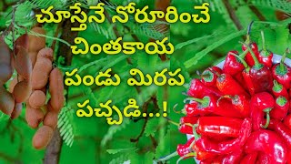 chintakaya pachadi in telugu | chintakaya pandu mirchi pachadi | pandu mirchi chintakaya pachadi