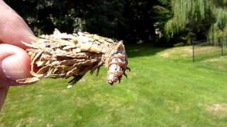 Babette the Bagworm: Up Close and Personal