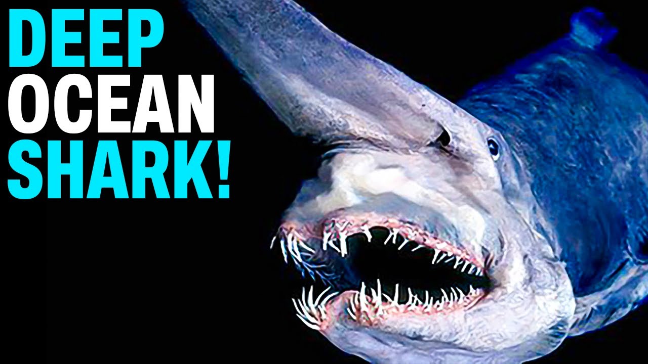 Scariest Deep Sea Creatures Ever Discovered 47 Off