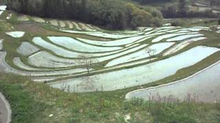 鴨川大山の千枚田