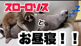 【カワウソ】げんき\u0026スローロリスがあんなことに！?  Otter GENKI and slow loris are such a thing!?