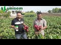 unisem seedsvariety beetroot usm phoenix very good performance in rajkot gujrat beetroot usm phoenix