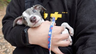 【抱っこ散歩】子犬と先住犬が少しだけ仲良くなれた一日【イタグレ】