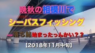 秋の相模川で湘南シーバスフィッシング【2018年11月中旬】