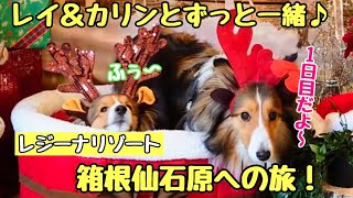 【シェルティ】愛犬とずっと一緒！レジーナリゾート箱根仙石原への旅 〜１日目〜 Traveling with dogs