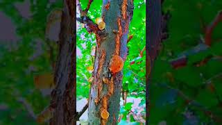 apricot gummiosis | apricot trees | Gardener's  path | fruit trees | #youtube #chitral #apricots