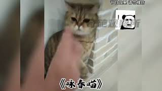 盘点那些满级猫咪的骚操作，最后一个猫简直帅呆了多多好物81209