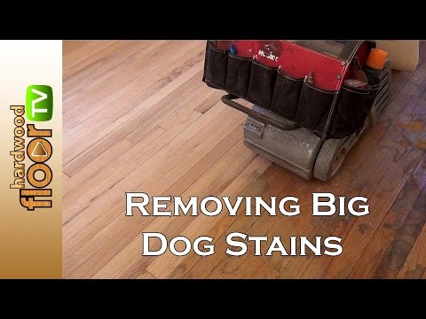Remove Big Dog Pet Stains In Hardwood Floors Remove Big Dog Pet Stains In Hardwood Floors