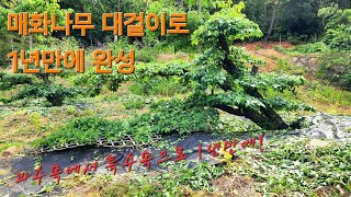 [정원수]과수목에서 특수목으로 1년만에 변신한 매화나무 꽃피면 장관! / 20점부터 40점까지 다양한 크기 판매도 가능! / 나무도 보고 매실도 따고