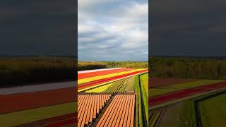 FLEVOLAND, The Netherlands 🇳🇱 #shorts #vibes #vacation #naturelovers #netherlands #flevoland #tulips