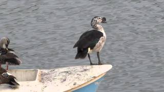 Knob-billed duck (Sarkidiornis melanotos)